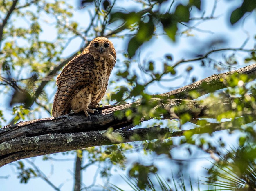 Pel's fishing owl, Victoria Falls