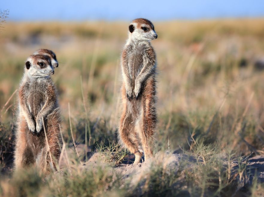 Meerkats on the The Makgadikgadi Salt Pans