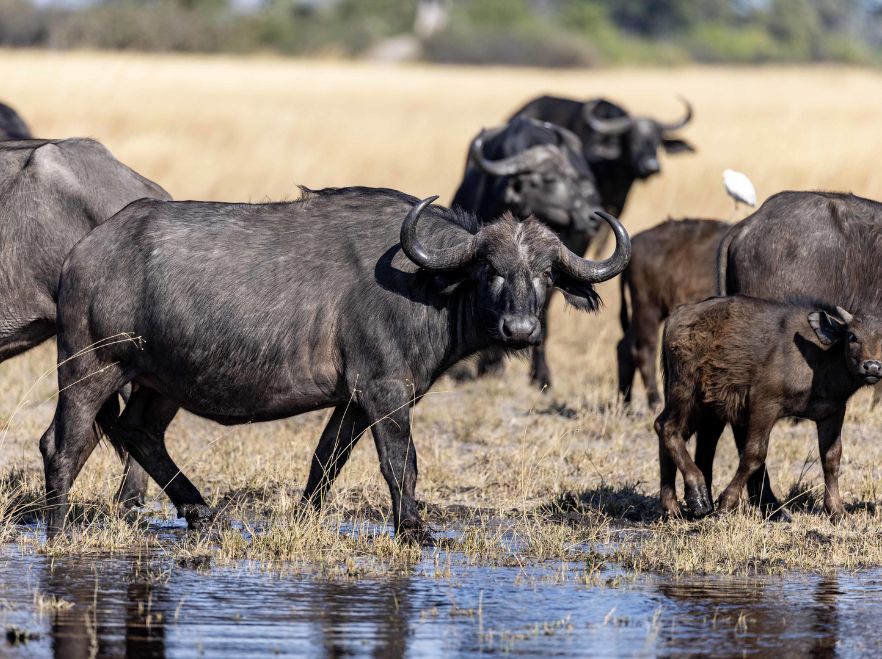 Buffalo near North Island, Okavango Delta, Botswana