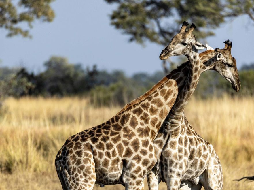 Giraffe near North Island, Okavango Delta, Botswana