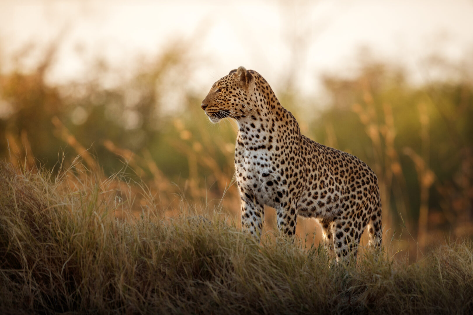 African leopard female pose in beautiful evening light. Amazing leopard in the nature habitat. Wildlife scene with dangerous beast. Hot weather in Africa