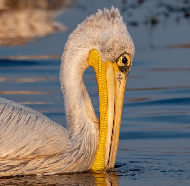 Little Vumbura, Okavango Delta, Botswana