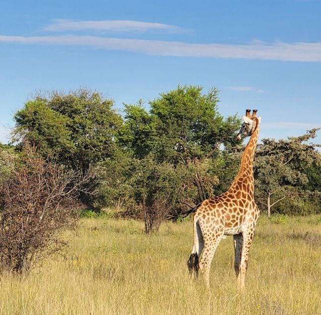 Umndeni Private Game Lodge, Waterberg, South Africa