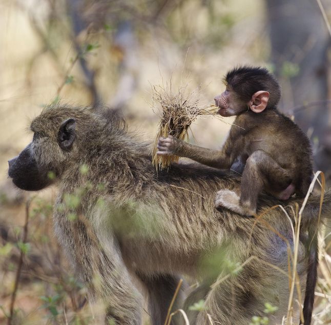 Okuti, Moremi Game Reserve, Botswana