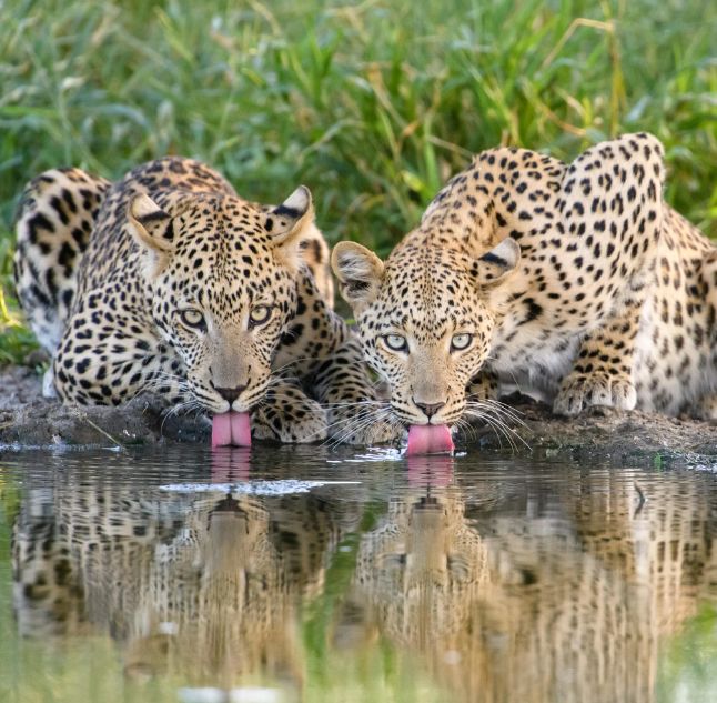 Dinaka, Kalahari Game Reserve, Botswana