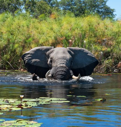 Okavango Delta, Botswana