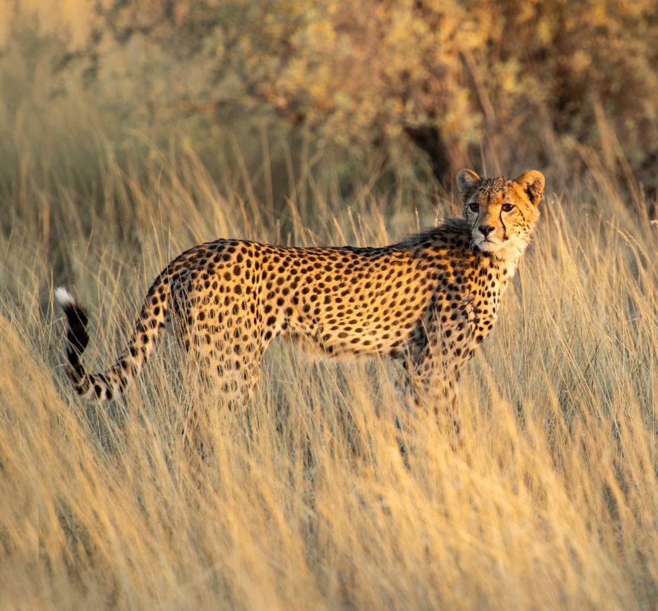 Kalahari Game Reserve, Botswana