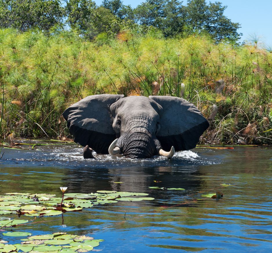 Okavango Delta, Botswana