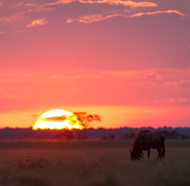 Kalahari Game Reserve, Botswana