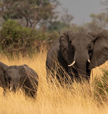 North Island, Okavango Delta, Botswana