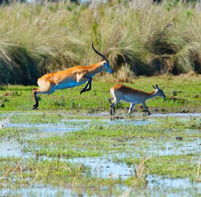 Okavango Delta, Botswana