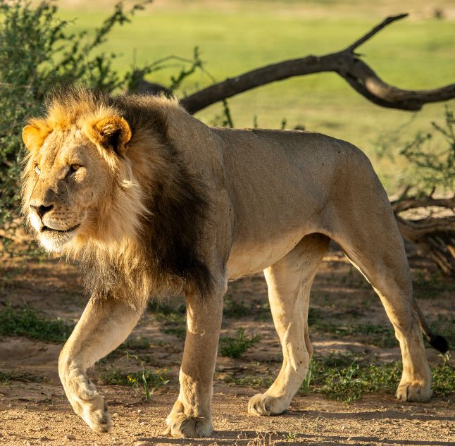Kalahari Game Reserve, Botswana