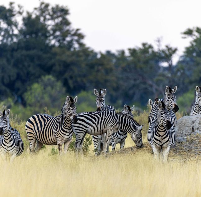 North Island, Okavango Delta, Botswana