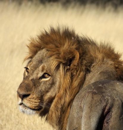 North Island, Okavango, Botswana
