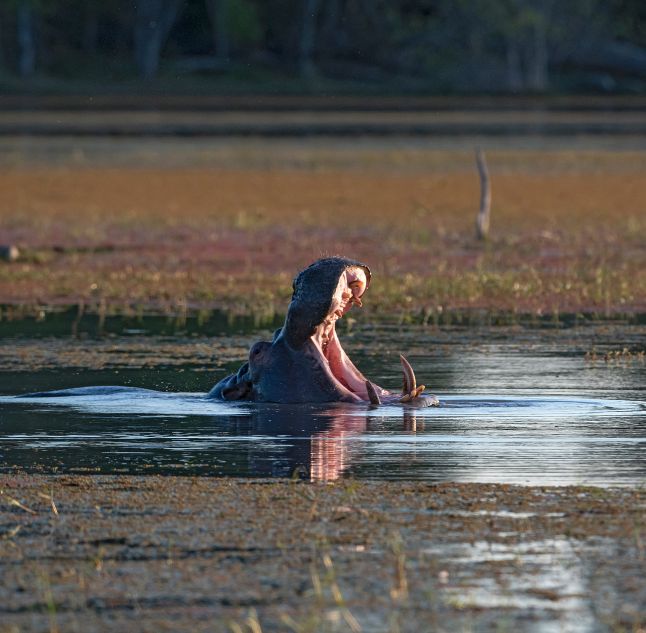 Okavango Delta, Botswana