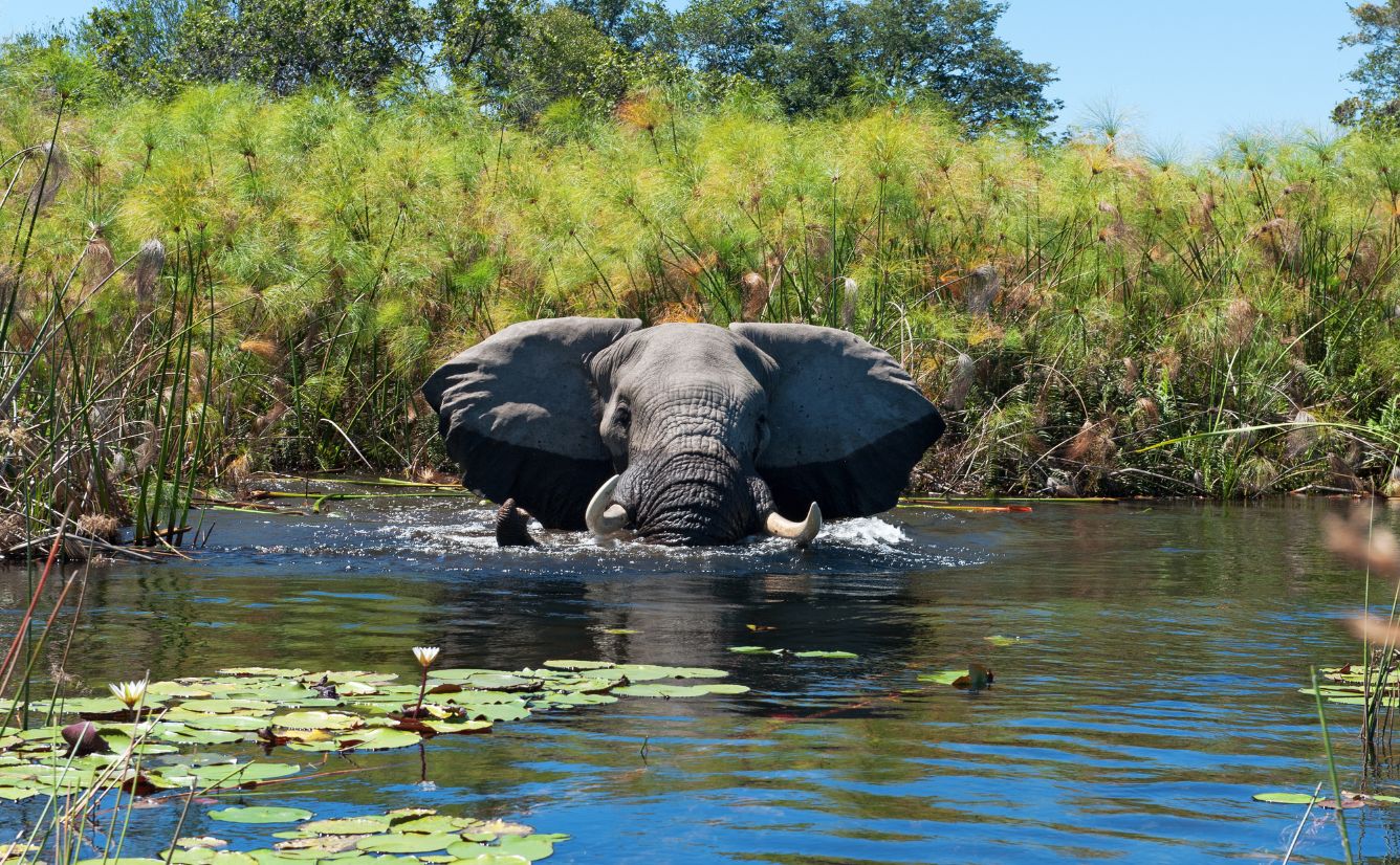 Okavango delta, Botswana