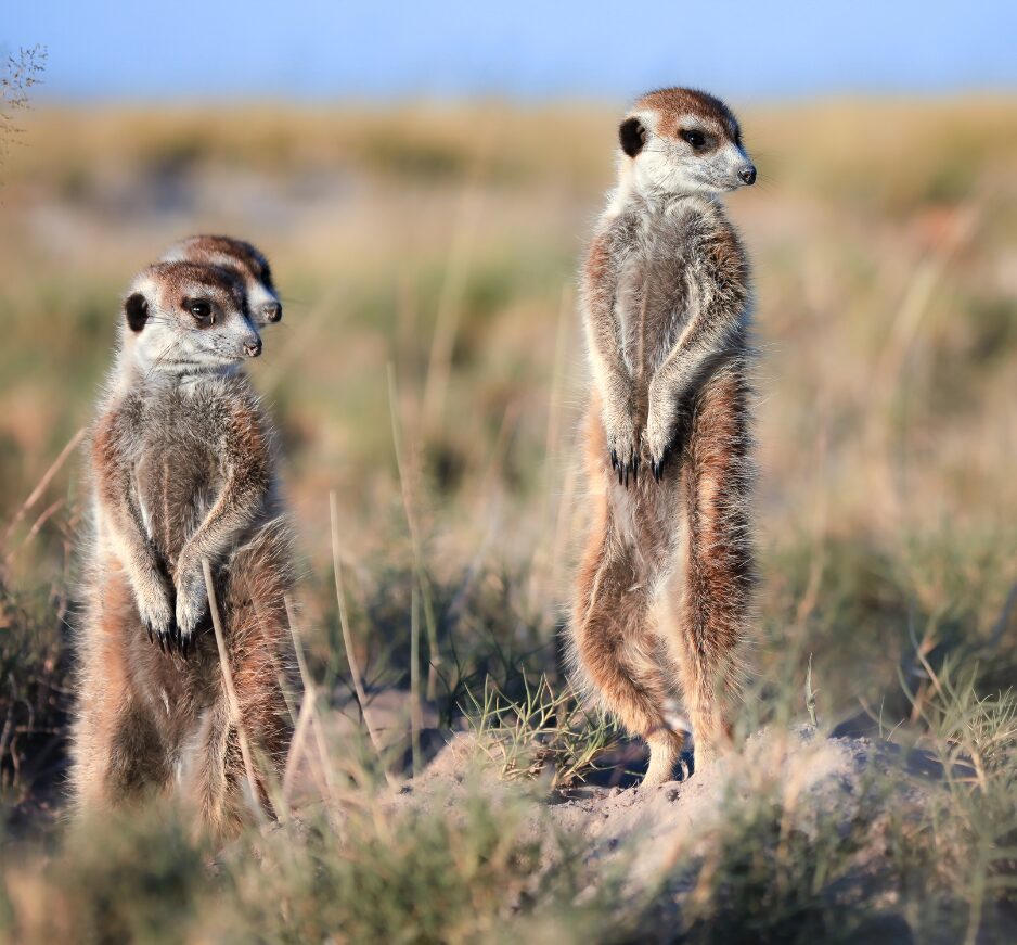 Meerkats in the Makgadikgadi, Botswana