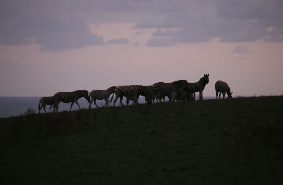 Zebras at dusk, Gwe Gwe, Eastern Cape, South Africa