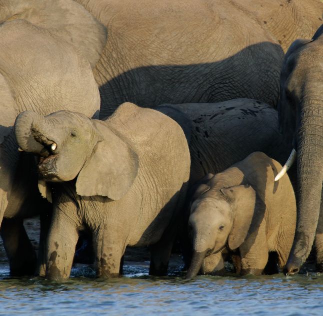 Elephants in Hwange National Park