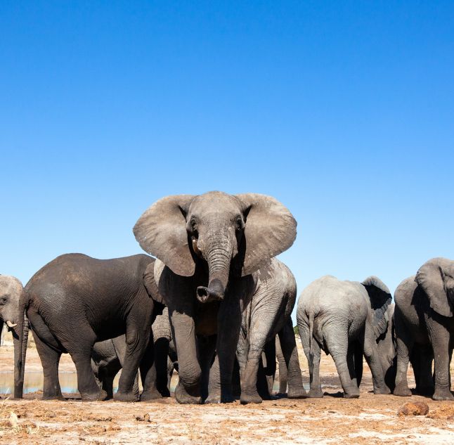 Elephants at a watering hole, Hwange National Park