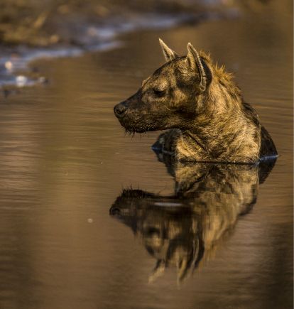 Selinda Camp, Okavango Delta, Botswana