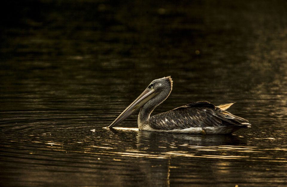 Selinda Camp, Okavango Delta, Botswana
