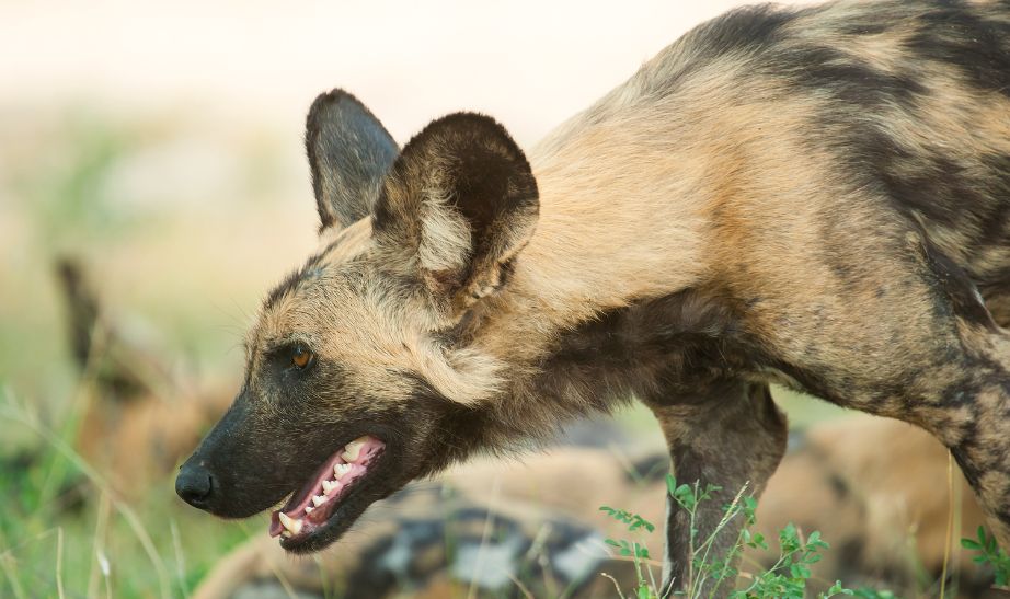 Nyerere national park, Tanzania