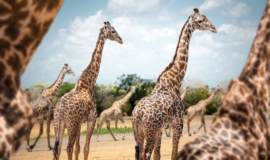 Nyerere national park, Tanzania