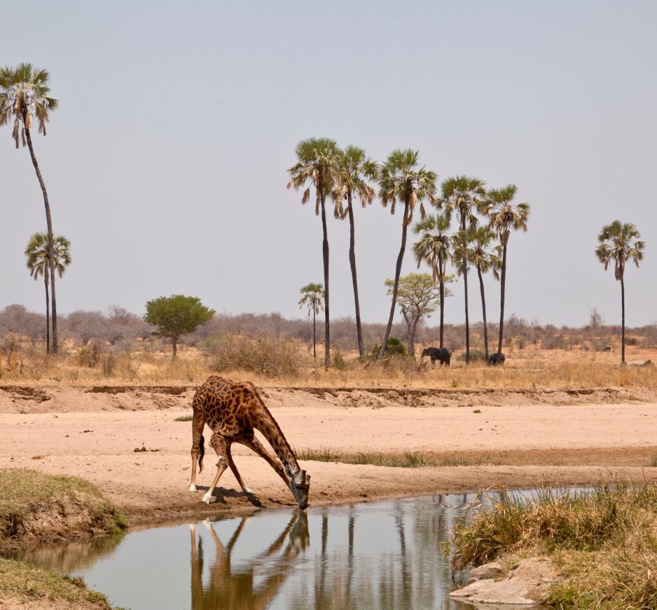 Ruaha, Tanzania