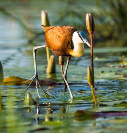 Moremi Game Reserve, Botswana