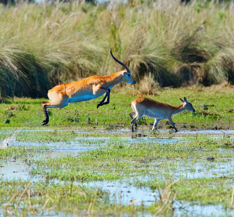 Okavango Delta, Botswana