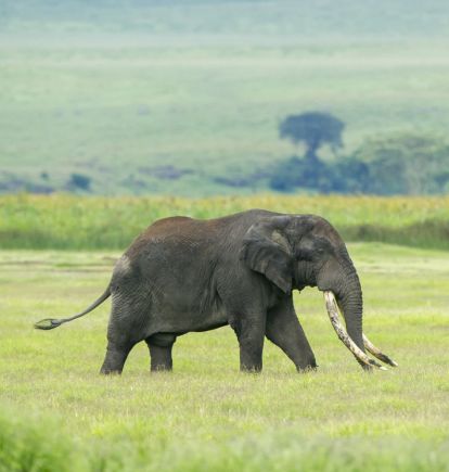 Entamanu, Ngorongoro, Tanzania