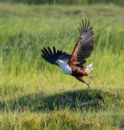 Thamo telele, Botswana
