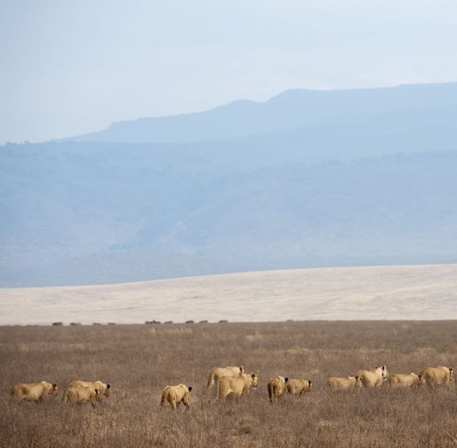 Entamanu, Ngorongoro, Tanzania
