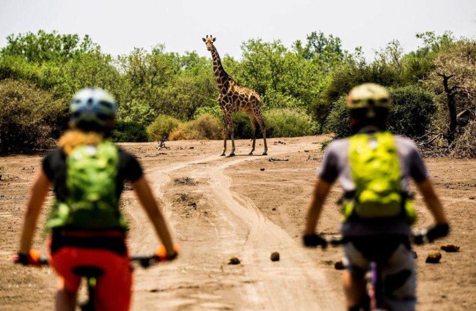 Thamo telele, Botswana