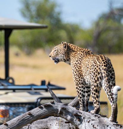 Moremi Game Reserve, Botswana