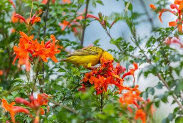 Bird life in Kenya