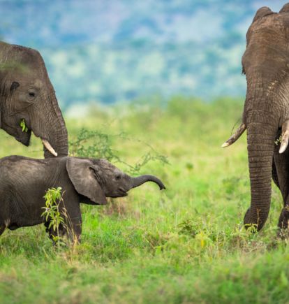 Singita Sasakwa, Serengeti, Tanzania