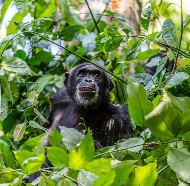 Greystoke, Mahale, Tanzania