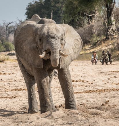 Kigelia, Ruaha National Park