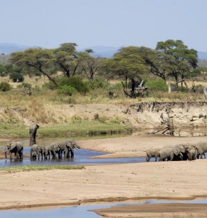Sand Rivers Selous, Tanzania
