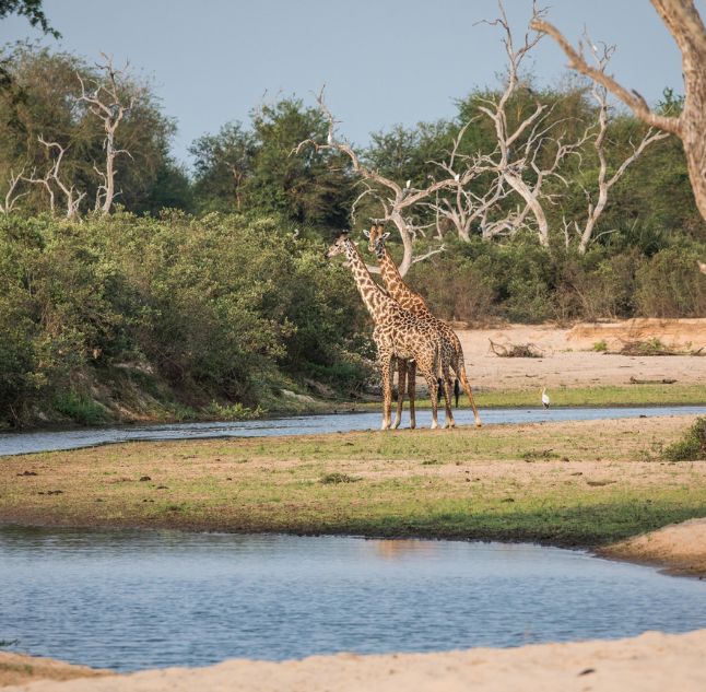 Kiba Point Selous, Tanzania