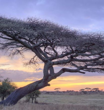 Namiri Plains Camp, Tanzania
