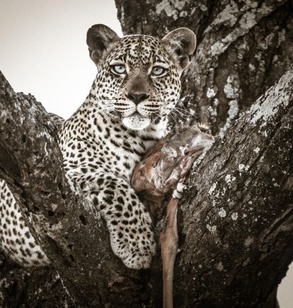 Mwiba Lodge, Serengeti National Park, Tanzania
