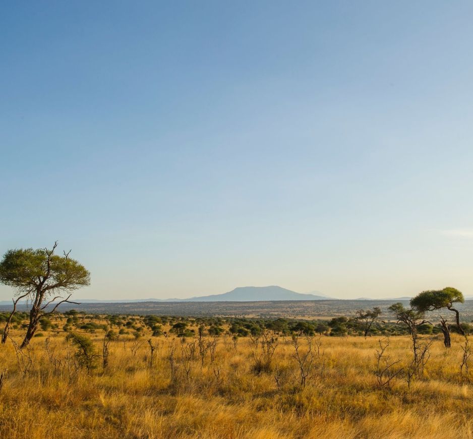 Kuro, Tarangire, Tanzania