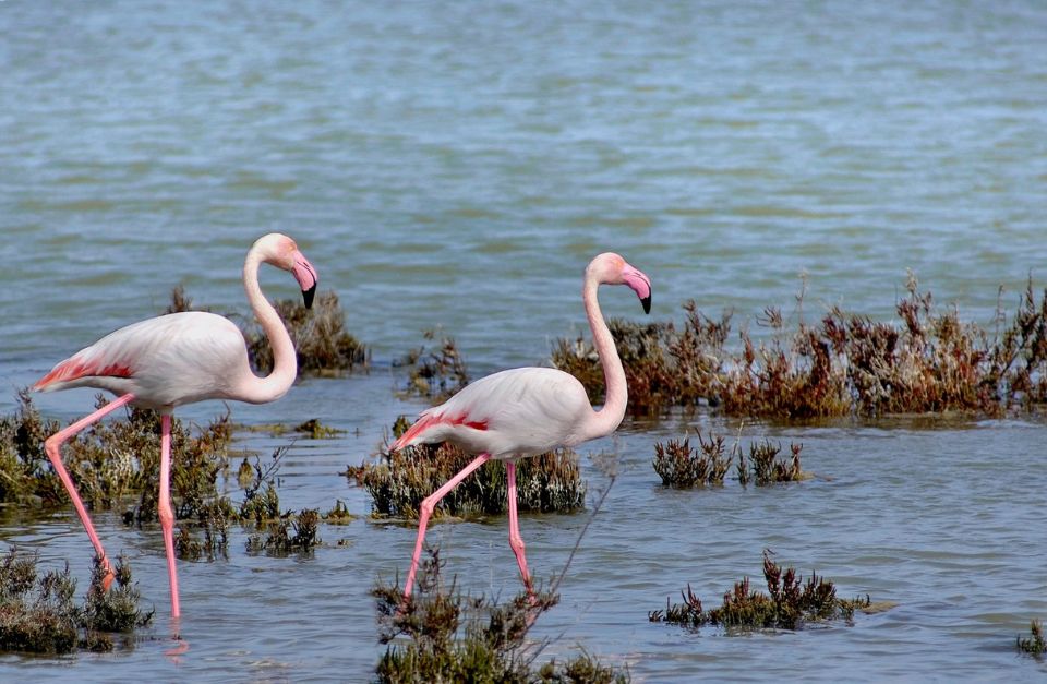 Flamingos on the Lagoon by La Sultana, Oualidia, Morocco