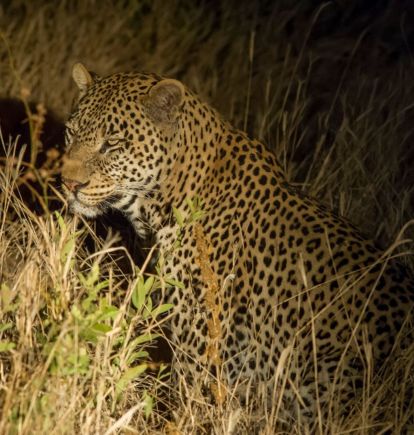 Kuro, Tarangire, Tanzania