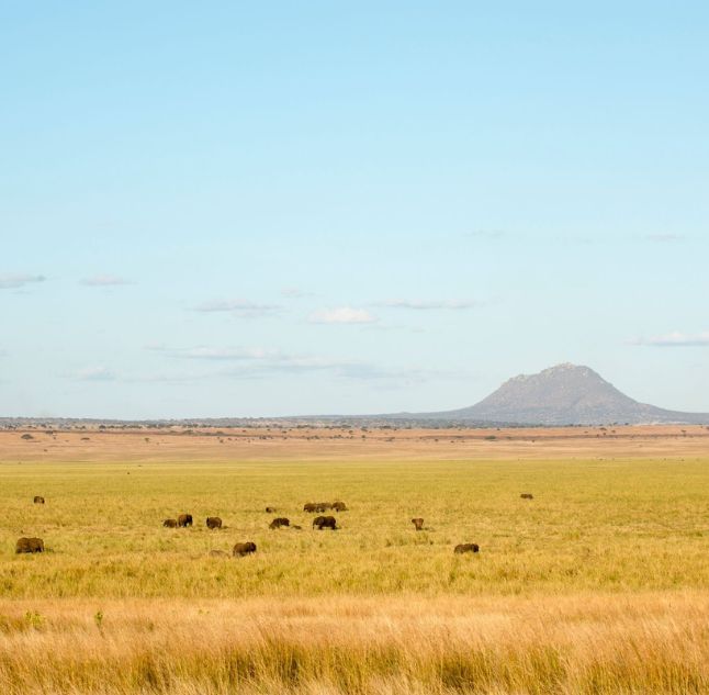 Kuro, Tarangire, Tanzania