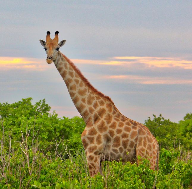 Moremi Game Reserve, Botswana