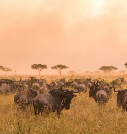 Lamai, Serengeti, Tanzania